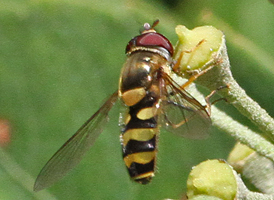 Epistrophe grossulariae
